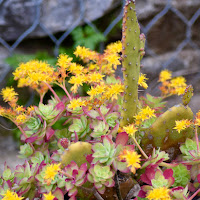 Profumi di Primavera di 