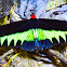 Broooke birdwing