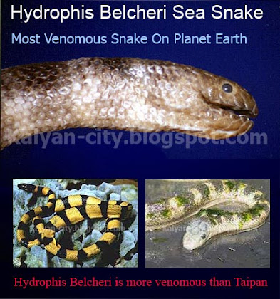 belcher sea snake