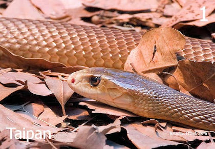 Taipan (Oxyuranus Microlepidotus) (Fierce Snake), Centr