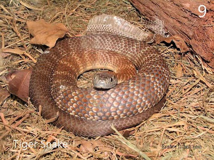 tiger snake notechis scutatus