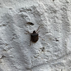 Stink bug