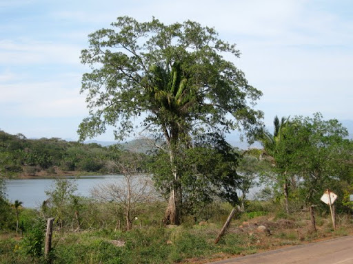 palm host