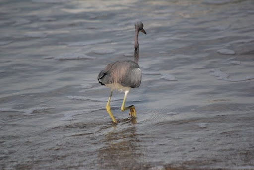 heron 6