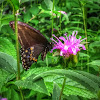 Black Swallowtail