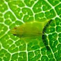 Tropiduchid Planthopper