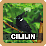 Masteran Kicau Burung Cililin Apk