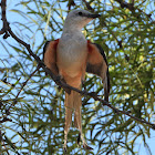 Scissor-tailed flycatcher