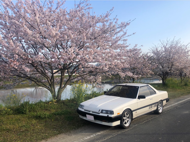 スカイラインのサクラと愛車・早朝ドライブに関するカスタム事例の投稿画像1枚目