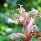 Broomrape sp