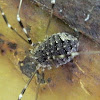 Opilio harvestman