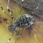 Opilio harvestman