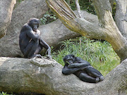 Bonobos. File picture.