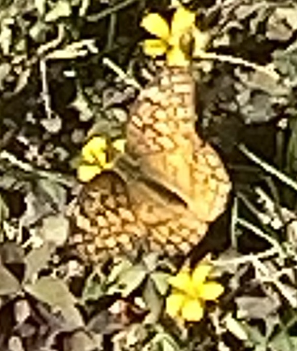 Pearl crescent butterfly (phyciodes tharos)