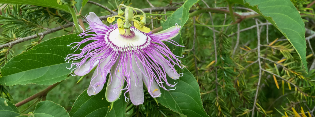 Passionflower