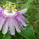 Passionflower