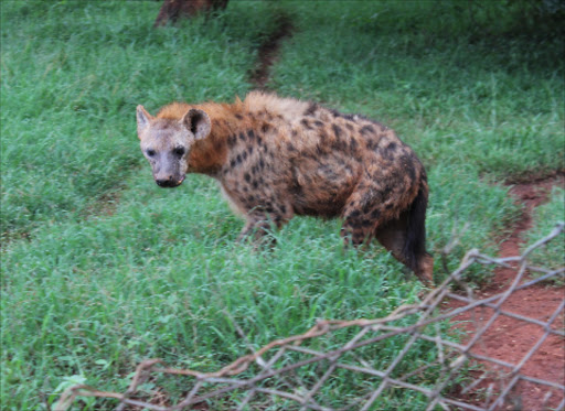 A hyena at the animal orphanage.