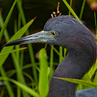 Little Blue Heron