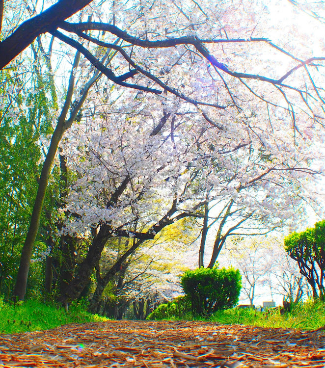 E-LIFEさんが投稿した桜・自然道・coffee・癒しの時間に関するカスタム事例の投稿画像8枚目