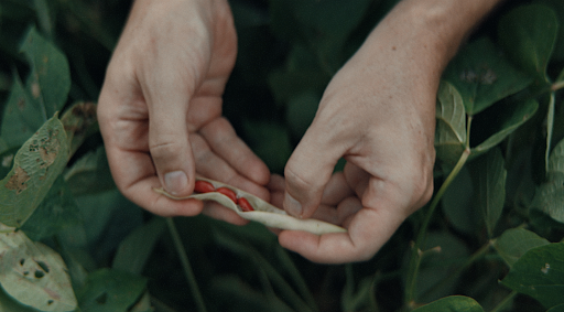 A crop breeder conducting manual crop phenotyping