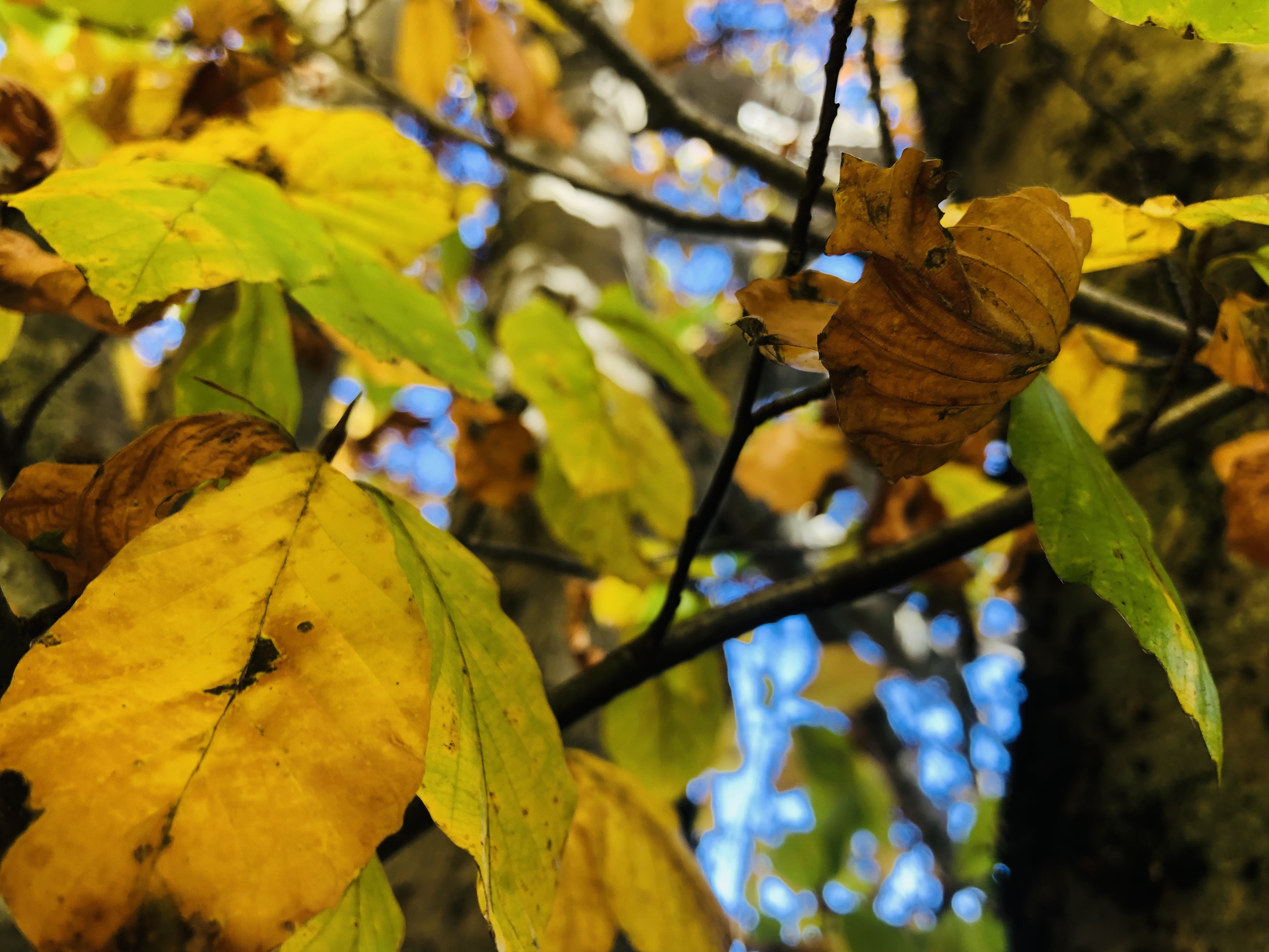 L’autunno e i suoi colori! di Bea_z89