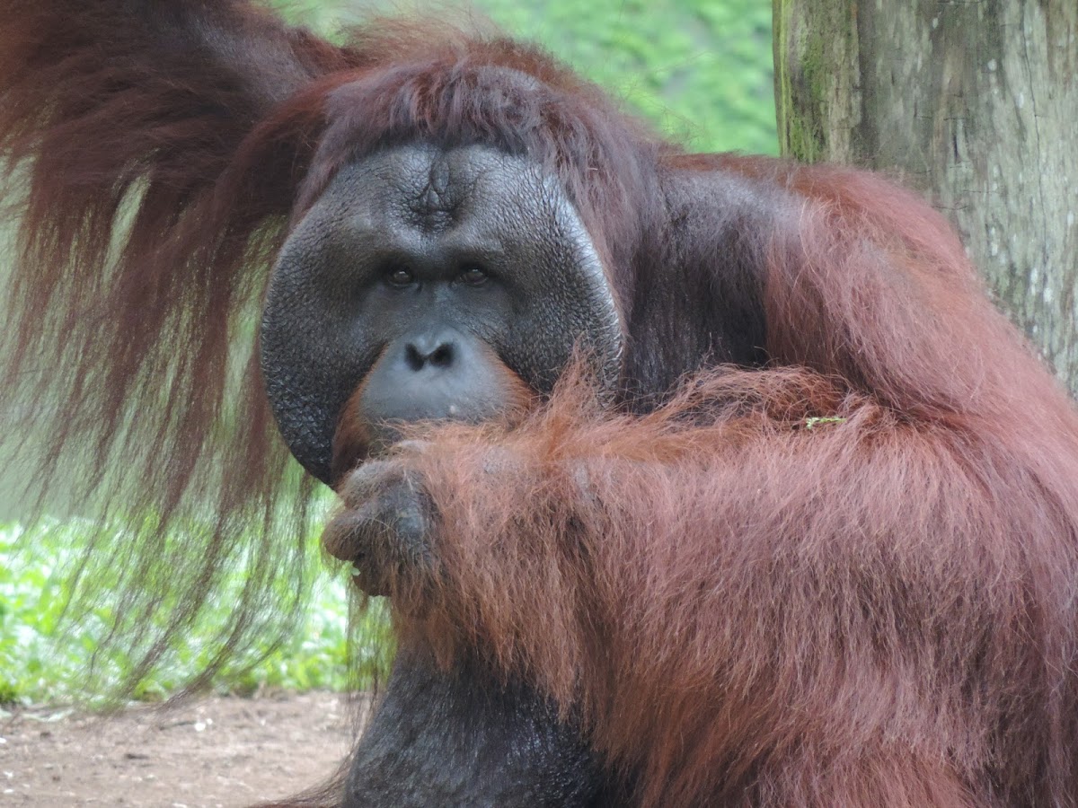 Orangutan