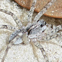 Wolf spider