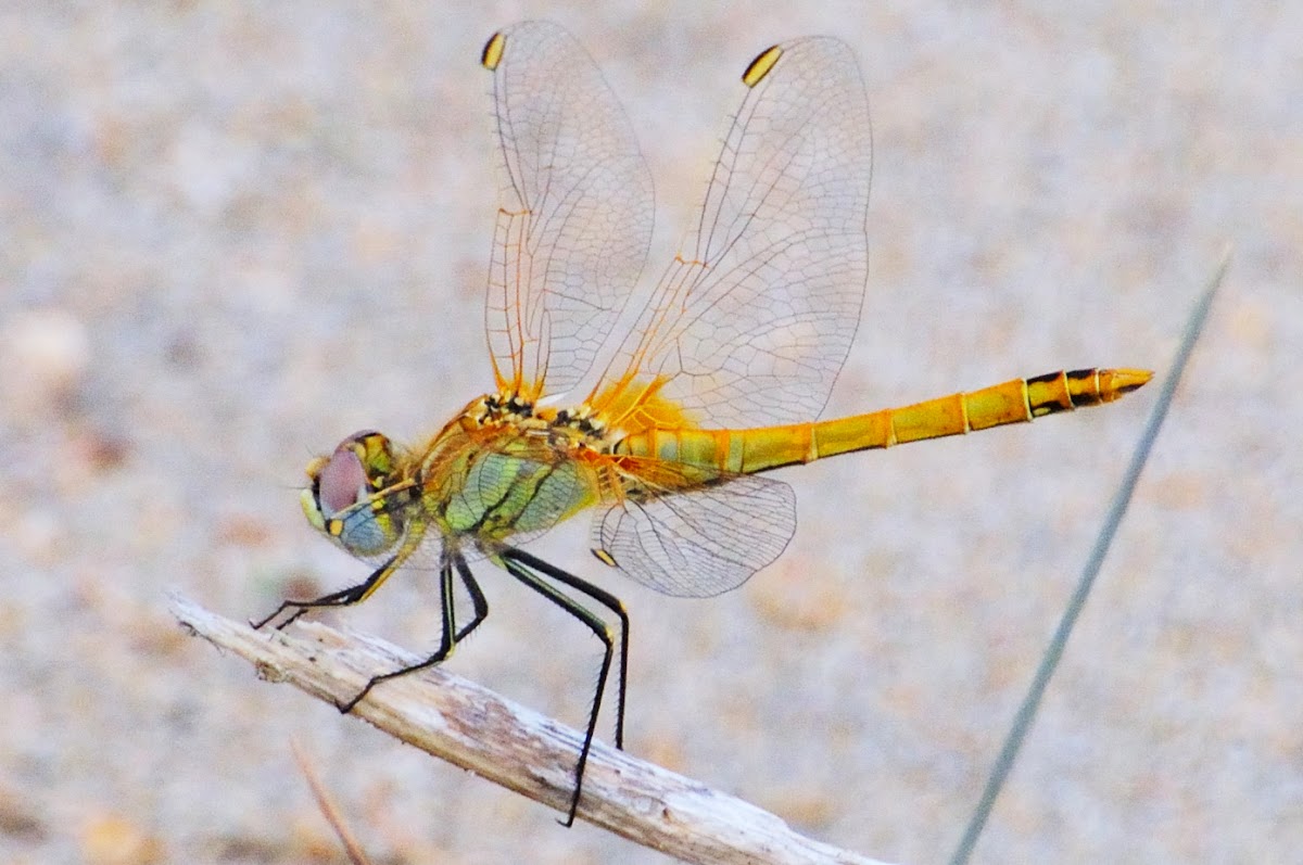 Red veined Darter; Dardo de Venas Rojas