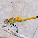 Red veined Darter; Dardo de Venas Rojas