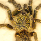 baboon spider