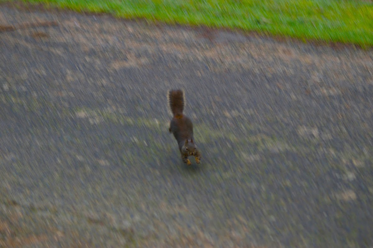 Douglas Squirrel