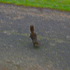 Douglas Squirrel