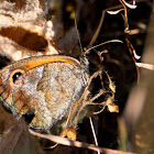 Meadow Brown; La Loba