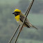 Baya Weaver