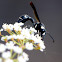 Potter Wasp