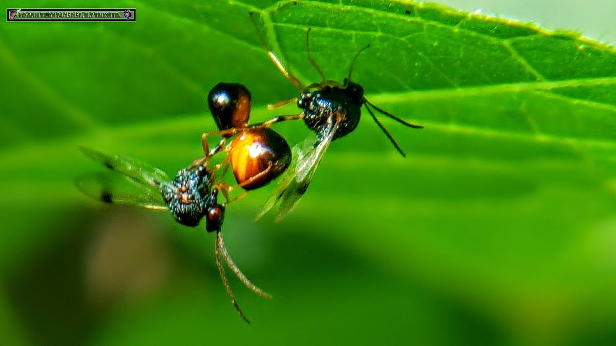 Unidentified ant-parasite wasp