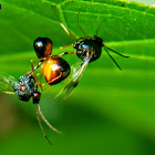 Unidentified ant-parasite wasp