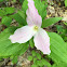 Trillium