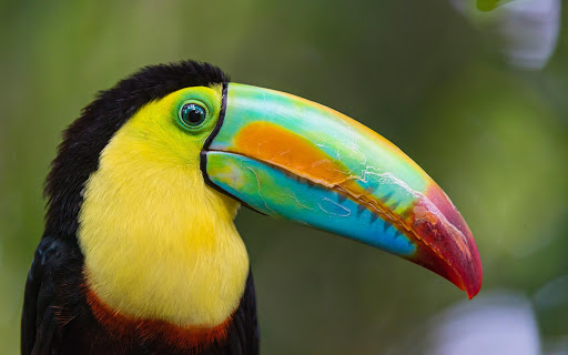 Toucan Bird Live Wallpaper