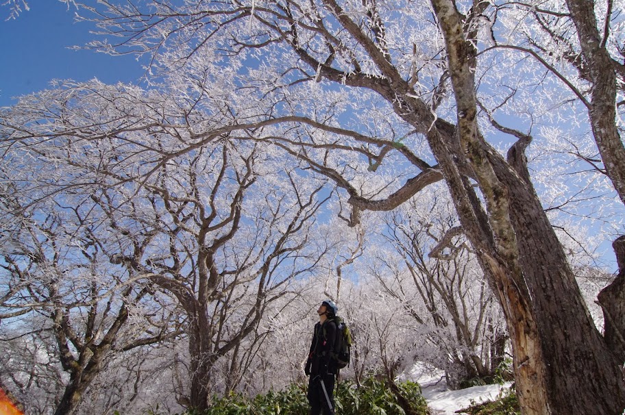 霧氷の花見