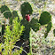 Prickly Pear Cactus