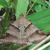 brown-striped semilooper