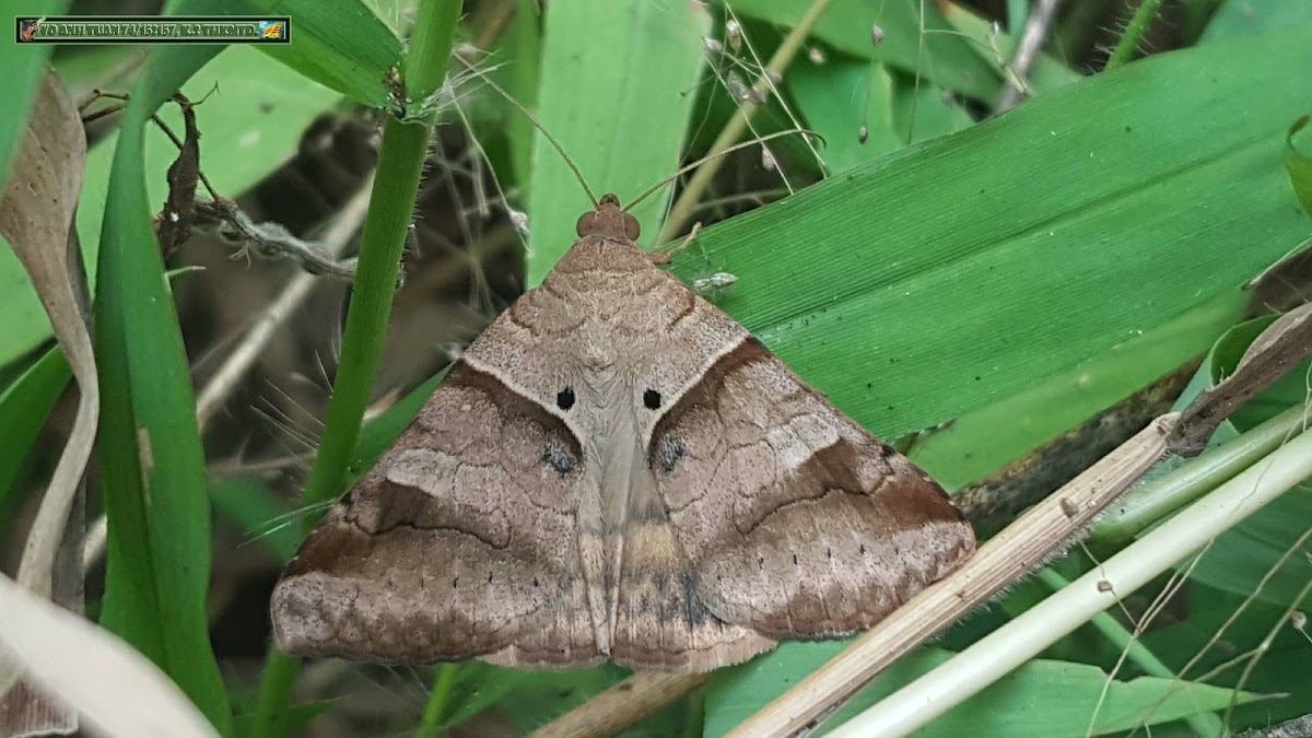 brown-striped semilooper