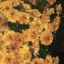 Chrysanthis