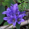 Clustered Bellflower