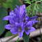 Clustered Bellflower