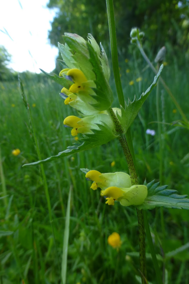 Yellow-rattle, Hay-rattle