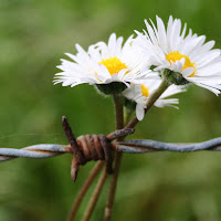 Fiori imprigionati di 