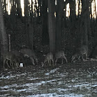 White tail deer