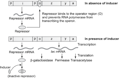 Solution Image